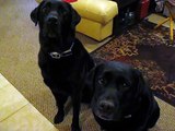 Funny Dog snitches on sibling. Who stole the cookie