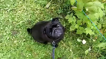 Amazing Dog Bite Man Hand