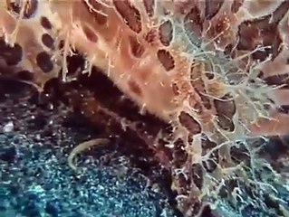 Whatsapp Trending videos - Fish Be Like
