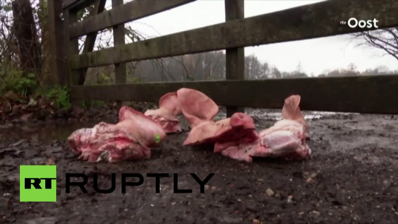 «Bienvenus en enfer» – des réfugiés accueillis par des têtes de porc aux Pays-Bas (