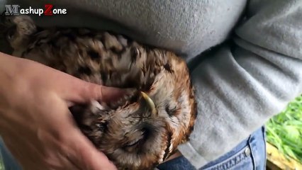 Животные любят ласку. Милые и симпатичные животные (online-video-cutter.com)