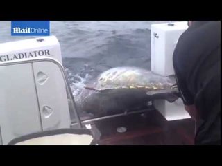 E RRALLE NE ZELANDEN E RE PA KOMENT,KAPET PESHKU ME I MADH NE HISTORI ME LITARE 411 KG LAJM