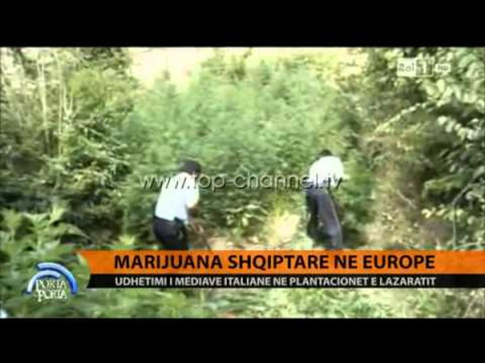 Marijuana shqiptare në Europë - Top Channel Albania - News - Lajme
