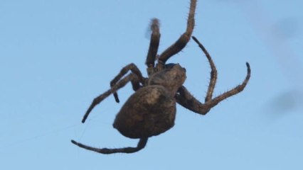 Millions of spiders invade Memphis