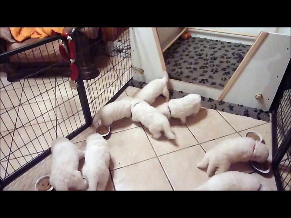 Les 4 semaines des Bébés Berger Blanc Suisse