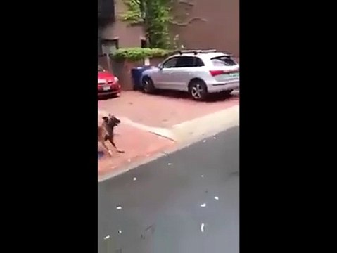 Beautiful Dog With Excellent Training