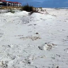 Eric Litvin and z57 Reviews Watch a Ghost Crab