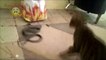Cat vs Snake! The Amazing Cat - Compilation for 2016!!!