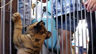 Cute Tiger playing whit hand