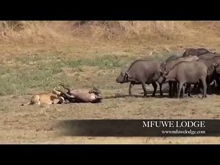 Lion attacks a Buffalo near Mfuwe Lodge (Happy ending)