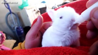 Funny and cute bunny rabbit compilation