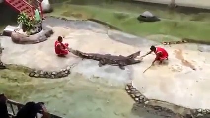 Mira cómo este cocodrilo casi se devora a su entrenador en pleno show