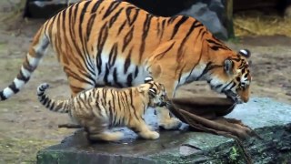 Tiger family - Cute tiger cubs