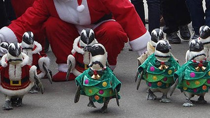 You Need These Christmas Penguins in Your Life
