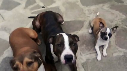 Собаки учатся ждать_) (1)