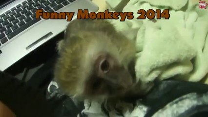 Most Funny Monkey Videos 2015