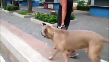 Cat saves her kittens from dog dramatic version