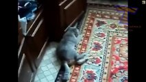 Cats acting strange after vet visit - Cat video compilation