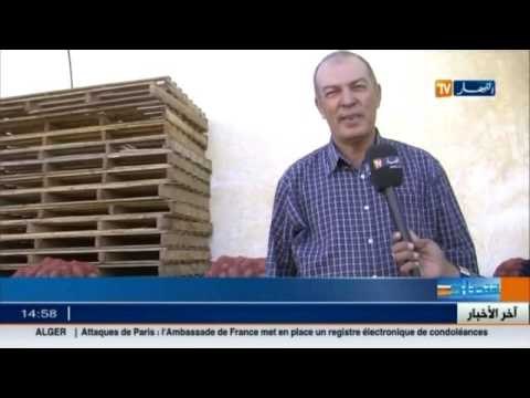 ولاية سيدي بلعباس تشهد إنتاجا وفيرا من البطاطا ... مقابل نقص مخازن التبريد