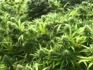 LEGALIZIM MARIJUANES URUGUAJI,PREZANTOHET PROJEKTLIGJI PER SHITJEN E KULTIVIMIN LAJM