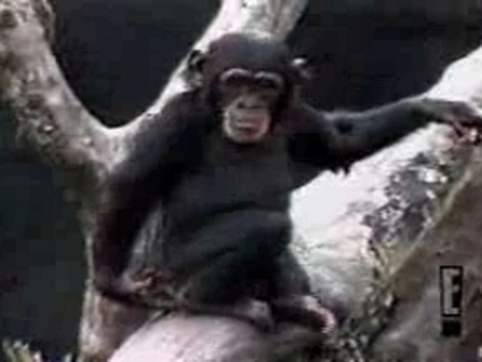 drôle de singe