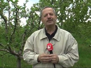 KORÇE,MOLLET MBETEN STOK MOLLET E ARDHURA NGA MAQEDONIA "KALBIN" PRODHIMEN TONE LAJM