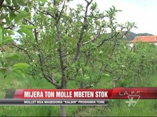 Download Video: Korçë, mijëra ton molle mbeten stok - News, Lajme - Vizion Plus