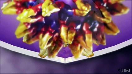 Mosquito Life Cycle — HHMI BioInteractive Video