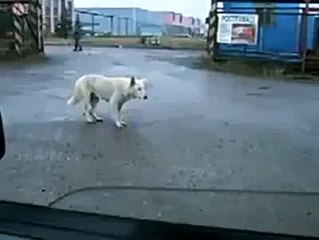 Dancing dog very funny..... _ Tune.pk
