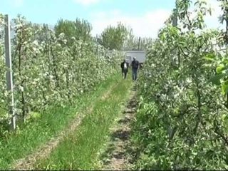 MOLLET E PASHITURA KORCE,ÇMIMI ESHTE DISA HERE ME I SHTRENJTE SESA KOSTOJA LAJM