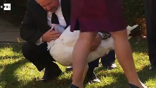 Obama indulta a dos pavos para celebrar Acción de Gracias