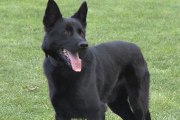 Lux, el perro protector de víctimas por maltrato