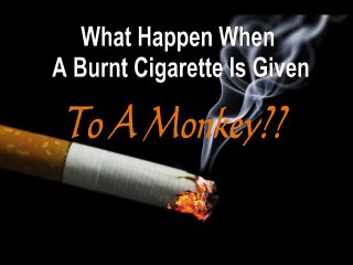 Monkey Smoking Funny Video