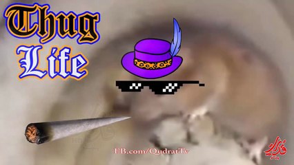 Thug Life -  Best Thug life conpilation Episode 21 - Funny videos