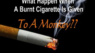 monkey smoking and eating cigarette funny video 2016