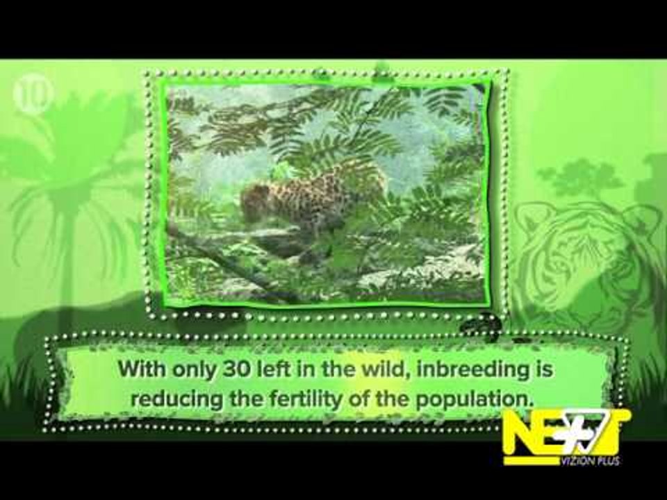 Next - Top10 / Tech - 20 Maj 2014 - Show - Vizion Plus