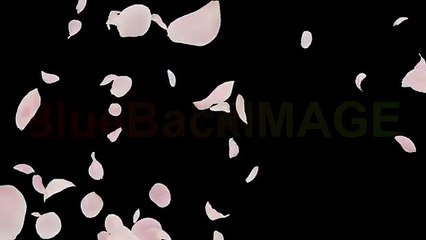 小川龍一の選ぶ小川龍一 のおススメ動画