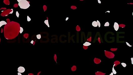 小川龍一の選ぶ小川龍一 のおススメ動画