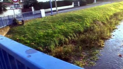 LES PROMENADES DE MICHOU W-D.D. - 22 NOVEMBRE 2015 - LES CANARDS DE L'OUSSE.
