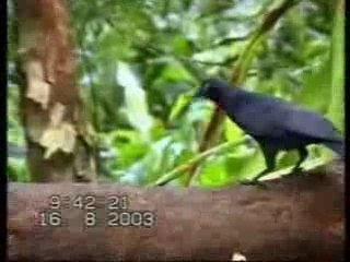 Corbeaux utilisant des outils