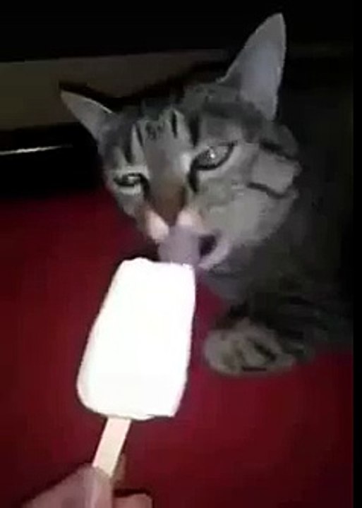 Необычная реакция кота на мороженое