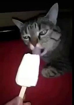 Необычная реакция кота на мороженое