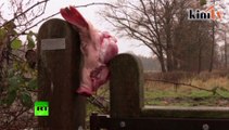 Refugees met with pig heads in Dutch camp