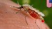 Scientists create malaria-resistant mutant mosquitoes