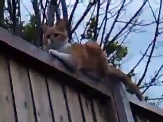 Cat Replies To Hello