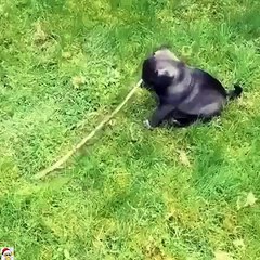 It's bigger than you Dude Funny Video