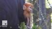 Baby monkey Nangua is newest cutest addition to Sydney's Taronga Zoo
