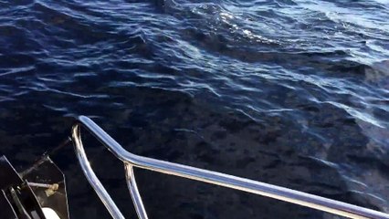 Une baleine et des dauphins nagent avec ce bateau pecheur. Moment magique