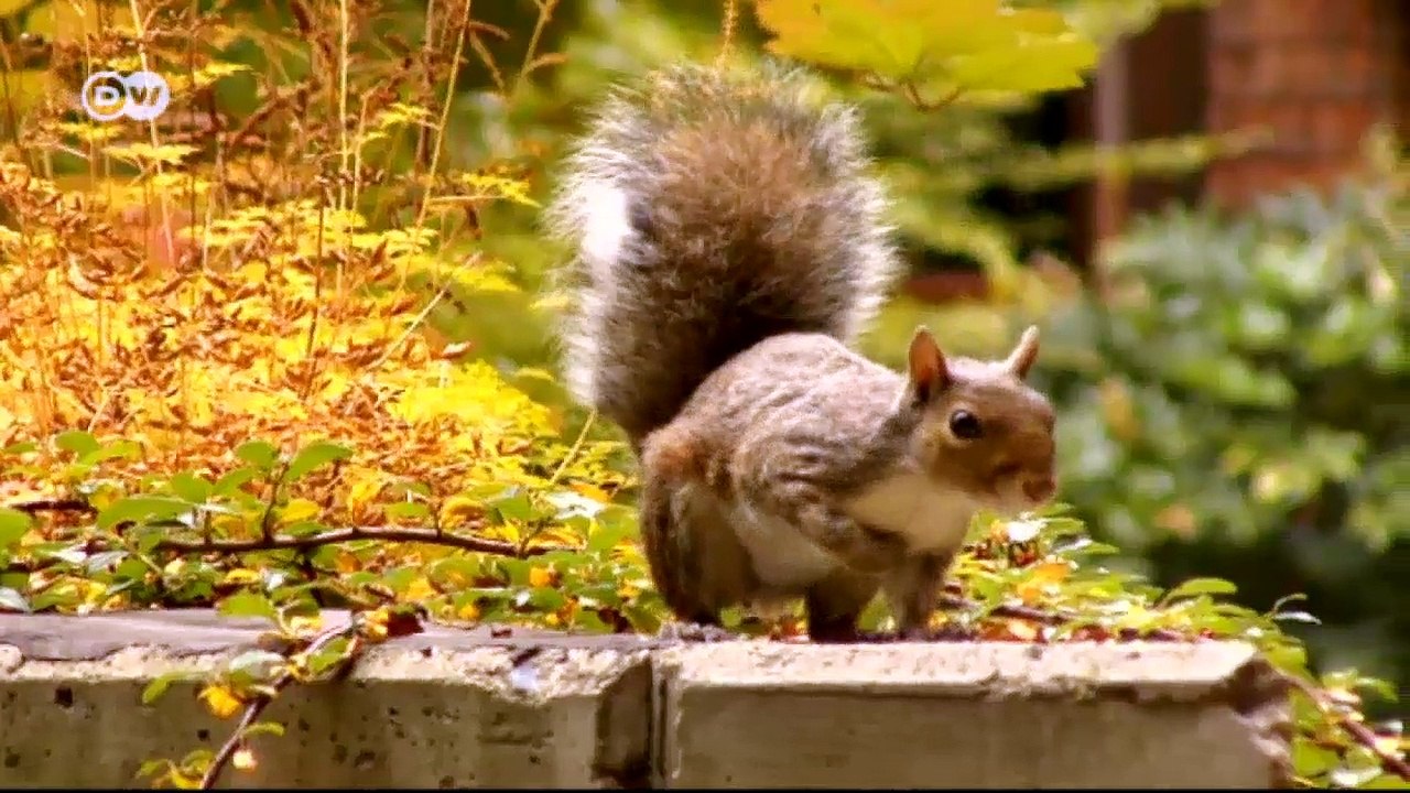 Wohnen zwischen bäumen: "verde 25" | euromaxx