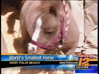 Thumbelina-TheWorld Smallest Horse